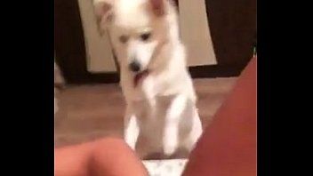 play Iulia eleva din iasi se masturbeaza si catelul o linge in pizdulice