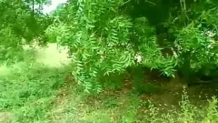 play Una contadina indiana rurale si sporca con l'ufficiale forestale nel bosco